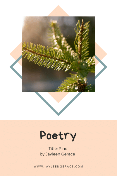 Poetry - Pine by Jayleen Gerace