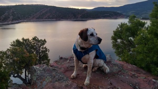 Dog at sunrise in front of a lake.